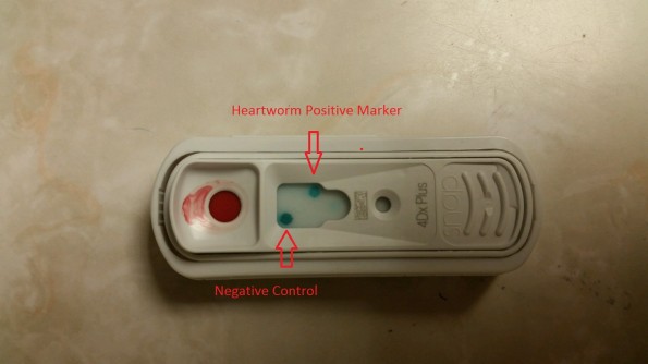 how do you test a dog for heartworm