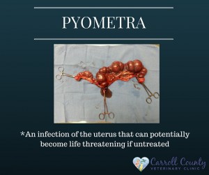 PYOMETRA